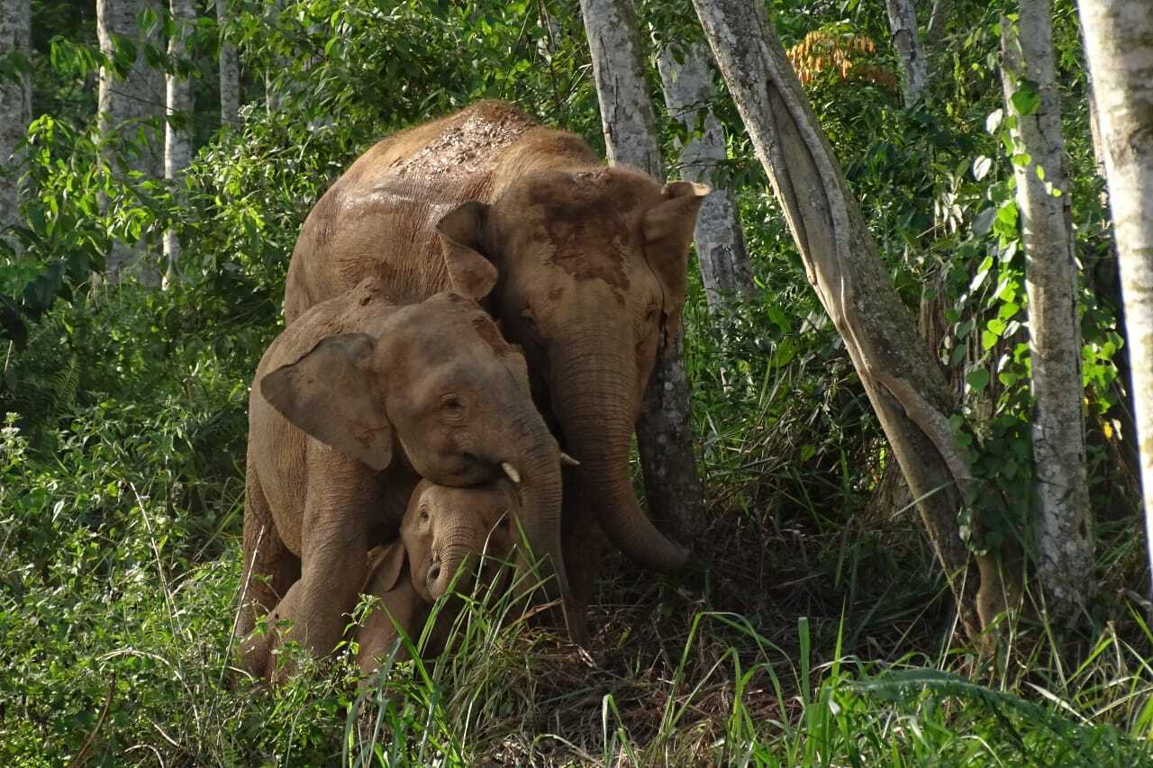 Bornean Elephants  Invasive Species making Threaten Global Biodiversity.