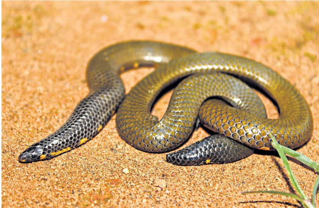 Researchers from TN discover new species of snake in Meghamalai.
