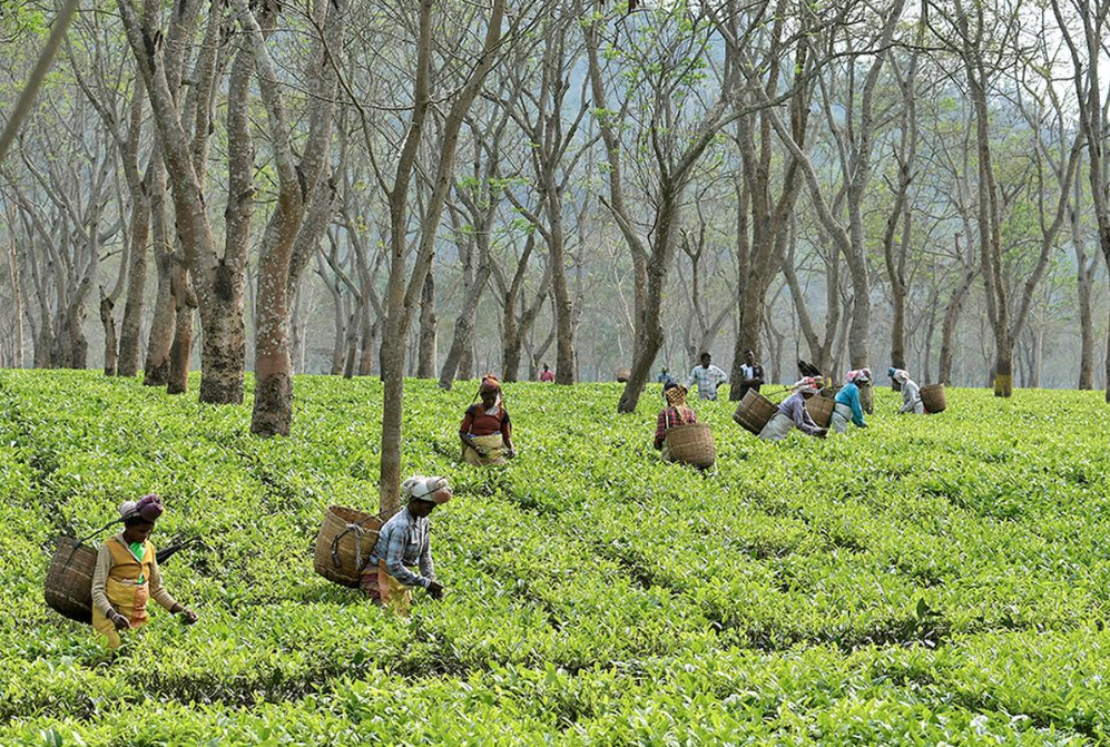 Mutual Recognition Agreement between India and Taiwan for Organic Products.
