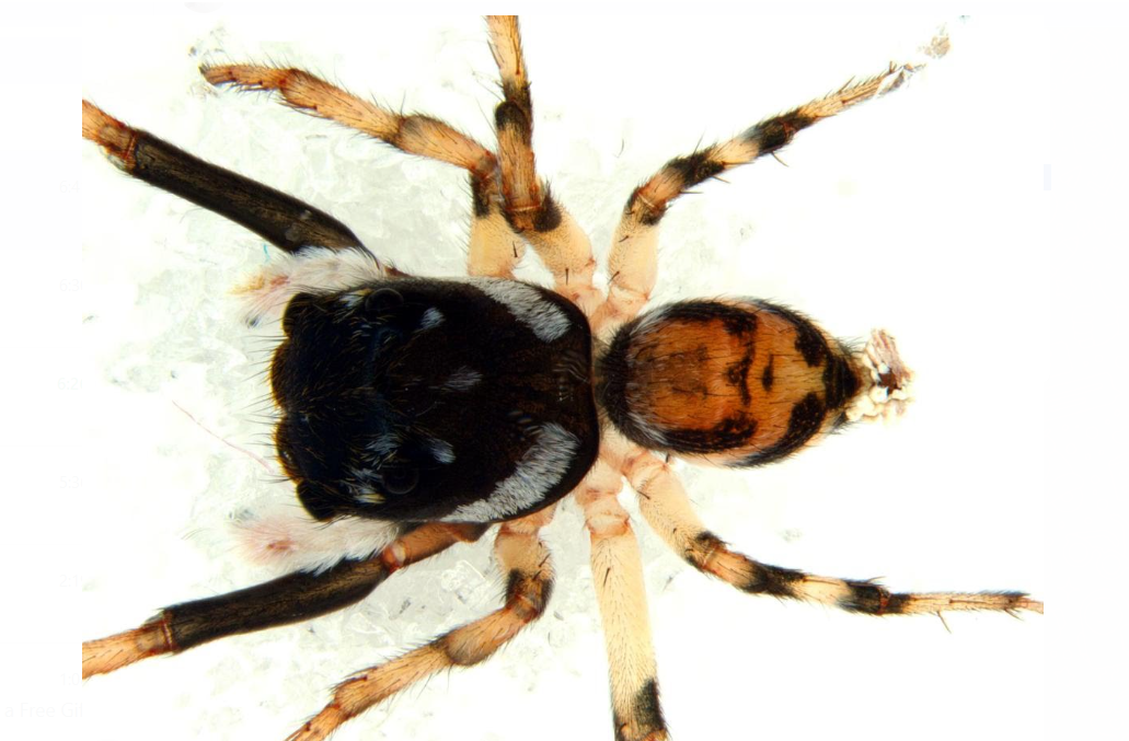 Two new species of jumping spiders discovered from Western Ghats.
