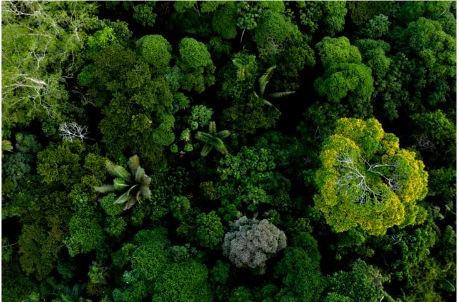 BBVA and IFC launch world's first biodiversity bond.
