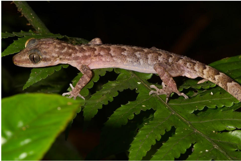 Six New Species of Bent-Toed Gecko Discovered in Northeast India.
