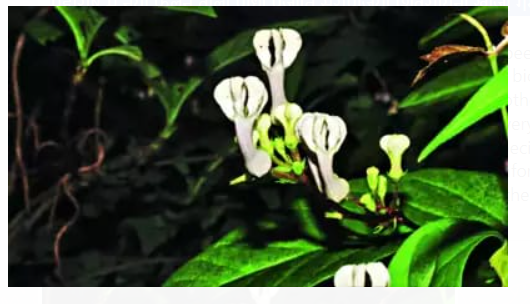 New Flowering Plant Species Ceropegia shivarayina Discovered in Maharashtra.
