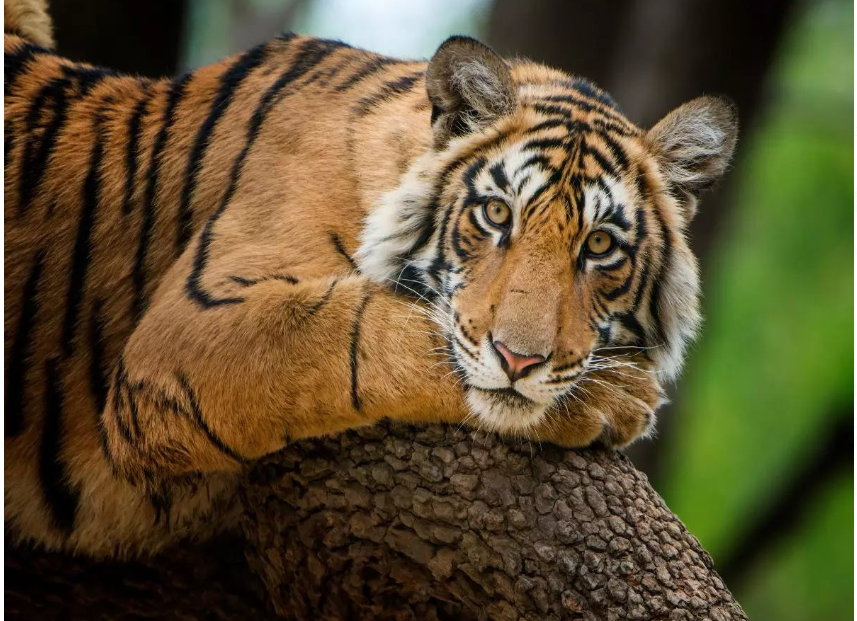 Chhattisgarh Government Announces Guru Ghasidas Tamor Pingla Tiger Reserve as Its Fourth Tiger Reserve.
