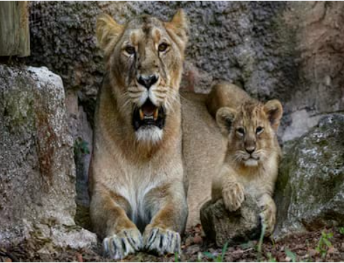 World lion day is celebrated on 10 August.
