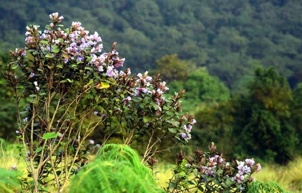 Neelakurinji Iconic Flowering Shrub of Kodagu and Western Ghats Listed as Vulnerable by (International Union for Conservation of Nature) IUCN.

