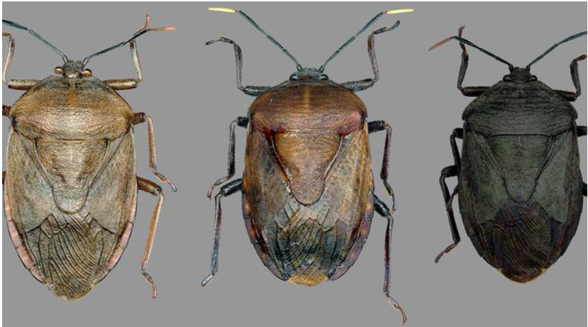 Three New Edible Bug Species Discovered in Arunachal Pradesh: Coridius adii, Coridius insperatus, and Coridius esculentus.