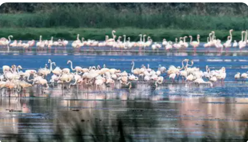 Union Environment Minister has added 3 more wetlands to the list of Ramsar sites on the eve of India's Independence Day 2024.