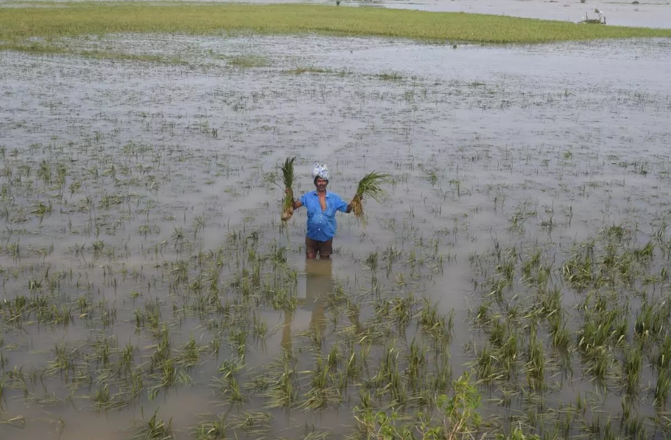 According to WEF report, India lost 33.9 million hectares of crops due to excessive rainfall during 2015-2021.

