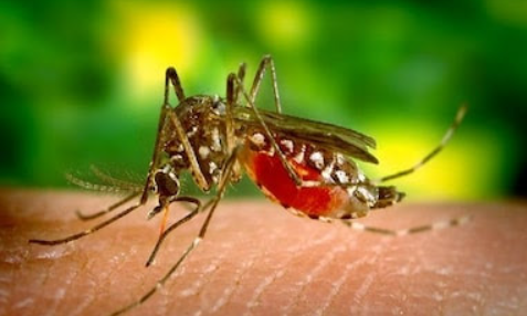 World mosquito day is celebrated on 20 August 2024.
