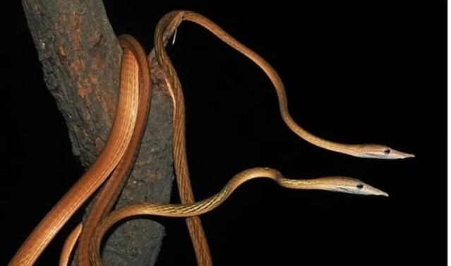 New Species of Long-Snouted Vine Snake, Ahaetulla longirostri, Discovered in Bihar and Meghalaya.
