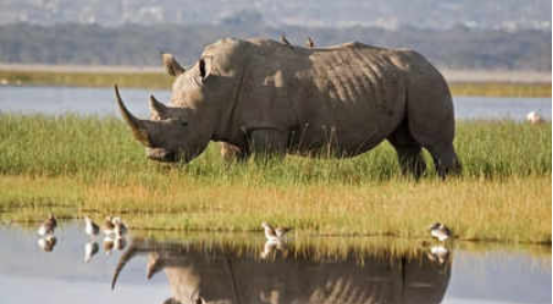 World rhino day is celebrated on 22 September 2024.
