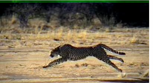 India Officially Joins International Big Cat Alliance(IBCA).
