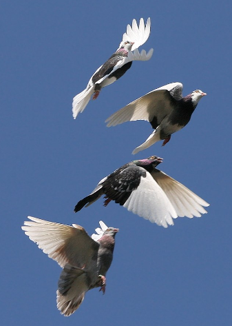 World Migratory Bird Day 2024 is celebrated on October 12.