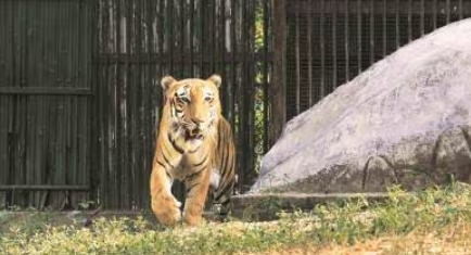 Madhya Pradesh is set to designate the Ratapani Wildlife Sanctuary as the eighth Tiger Reserve near Bhopal.