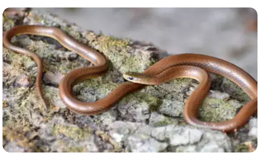 Recent Discoveries in Biodiversity Include DiCaprio's Himalayan Snake, New Tenkana Spider and Two New Orchid Species.