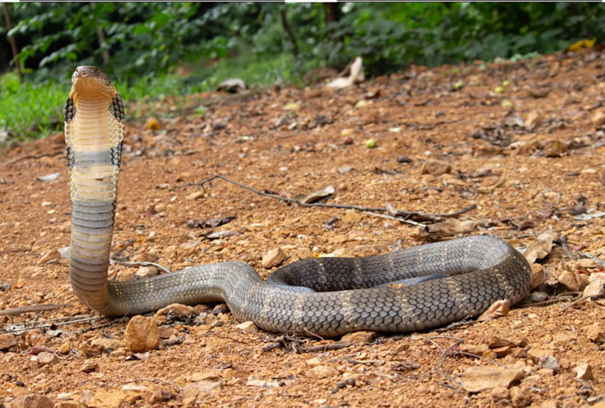 King Cobra Discovered in Western Ghats Officially Named Ophiophagus Kaalinga.