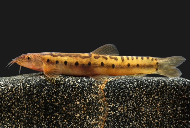 New Freshwater Fish Genus 'Koima' Discovered in Western Ghats.

