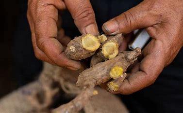 
ICAR-IISR Releases India’s First Ginger Variety IISR Surasa for Vegetable Use