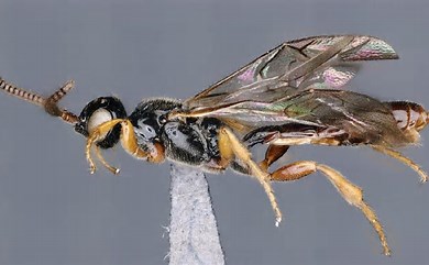 Five New Species of Darwin Wasps Discovered in India and Thailand