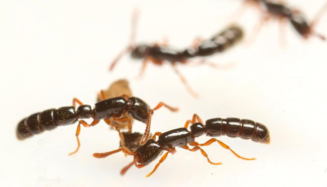 A new ant species, Tapinoma onaele, has been discovered in the Western Ghats.