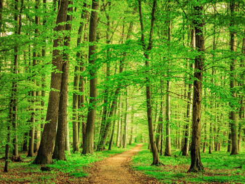 Chhattisgarh Becomes India’s First State to Include Forest Ecosystems in Green GDP.