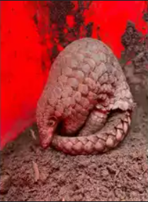 ZSI Team Discovers New Pangolin Species in Arunachal Pradesh.