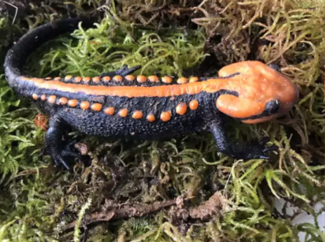 A new species of crocodile, named the "Cao Bang Crocodile Newt," has been discovered in Vietnam.