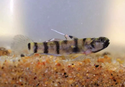 Researchers Discover Two New Goby Fish Species in Andhra Pradesh.