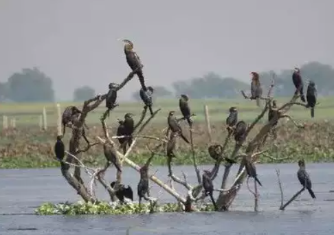 4 New Wetlands Added to Ramsar List: 2 from Tamil Nadu, 1 from Jharkhand, and 1 from Sikkim.