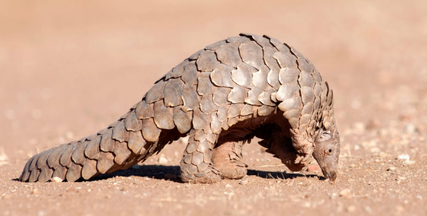 World Pangolin Day Observed on 15 February 2025.
