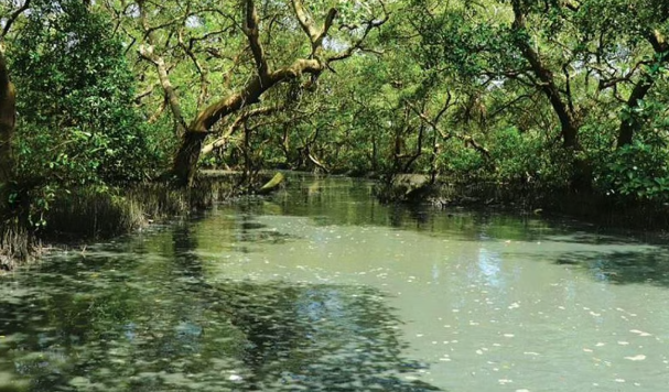 Gujarat Recently Led India with 19,020 Hectares of Mangrove Plantation in Two Years Under the 'MISHTI' Scheme.