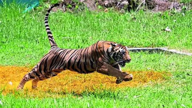 Madhav National Park in Madhya Pradesh Declared as India's 58th Tiger Reserve.