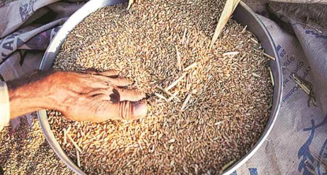 FAO Releases 2025 Reports on Global Grain Production & Food Security, Predicts Wheat Output at 796 Mt.