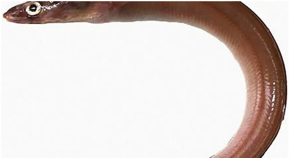 New Eel Species Discovered Off Thoothukudi Coast Named in Honor of Tamil Language.
