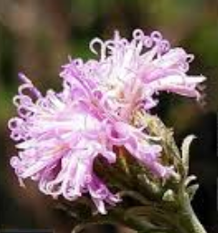 Uniyala keralensis New Plant Species Discovered in Kerala's Agasthyamala Biosphere Reserve.
