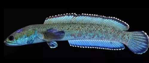 New Snakehead Fish Species 'Channa nachi' Identified in Meghalaya.