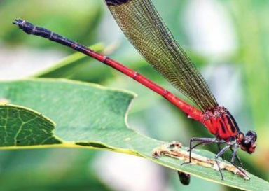New Damselfly Species 'Euphaea wayanadensis' Recently Discovered in Kerala.
