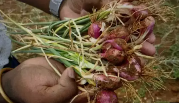 6 More Products from Tamil Nadu Recently Receive GI Tag, Raising State’s Total to 69.