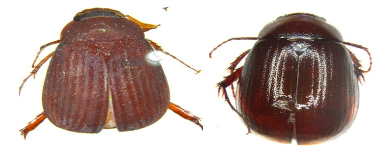 ZSI and Germany’s Museum Koenig Bonn Discover Six New Sericinae Beetle Species in India.