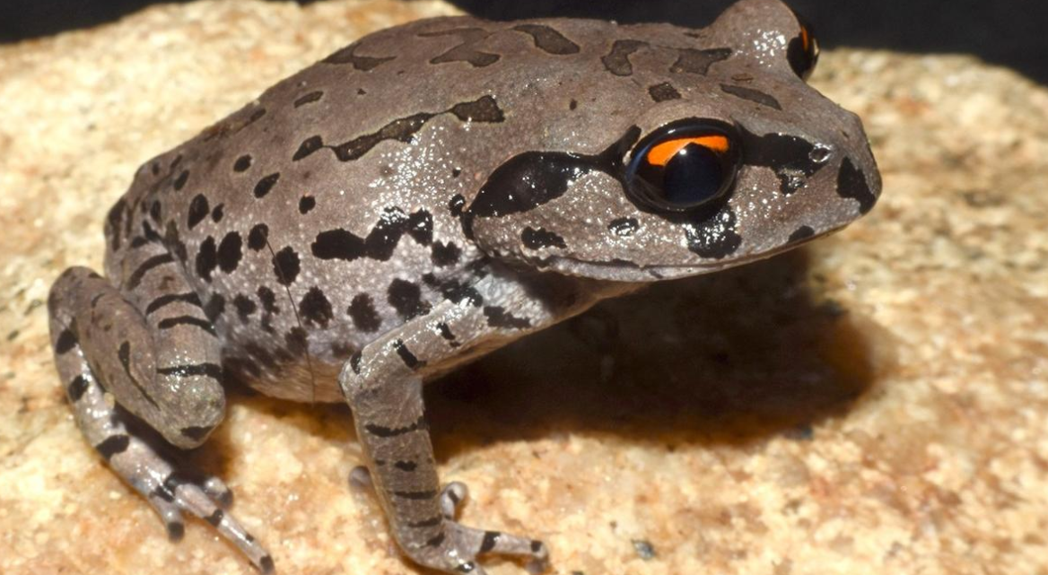 New Frog Species Leptobrachium aryatium Discovered in Assam’s Garbhanga Reserve Forest.