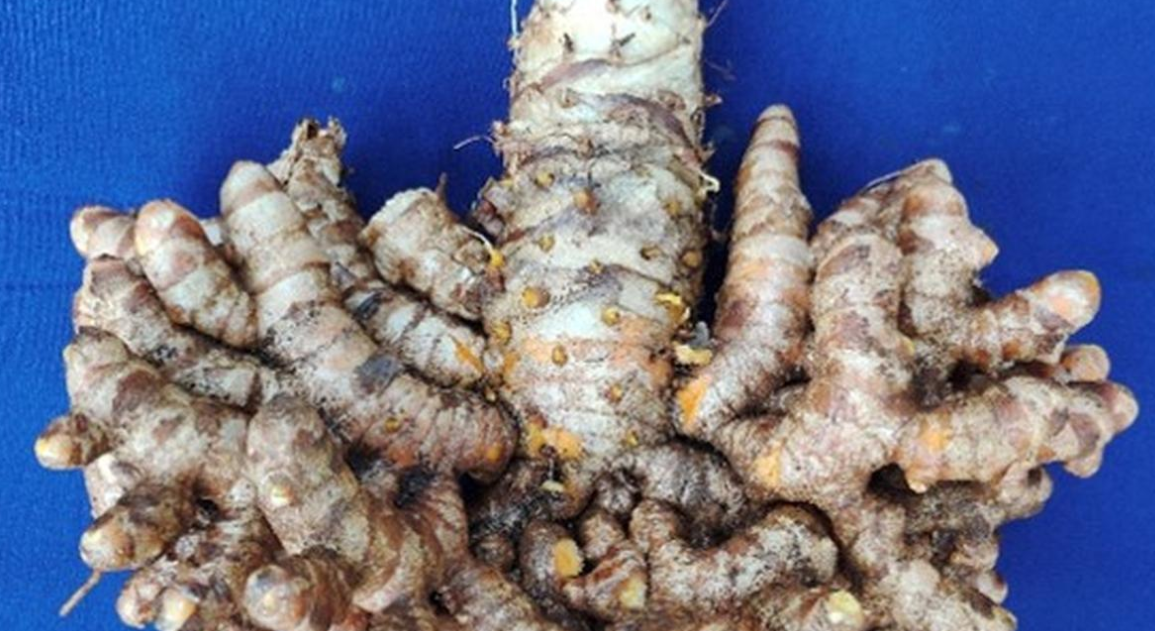 IISR Unveils New Light-Colored Turmeric Variety 'IISR Surya'.
