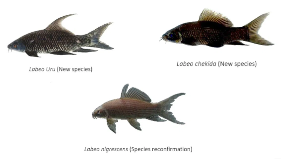 ICAR-NBFGR's PAGR Centre Discovers Two New Freshwater Fish Species in Western Ghats.