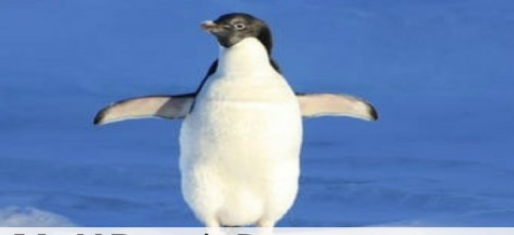 World Penguin Day Observed on 25 April 2025.