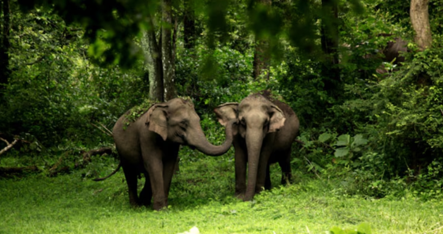 Madhya Pradesh Becomes First State in India to Launch AI-Powered Real-Time Forest Alert System.