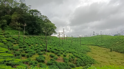 FAO Unveils 'AIM4NatuRe Initiative' to Enhance Global Ecosystem Restoration Monitoring.