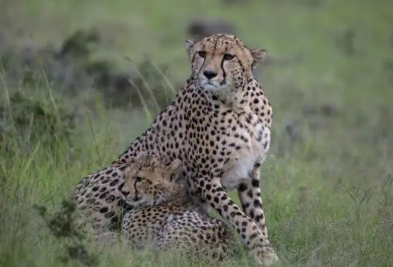 Rajasthan to Collaborate with MP in India's First Cheetah Conservation Corridor.