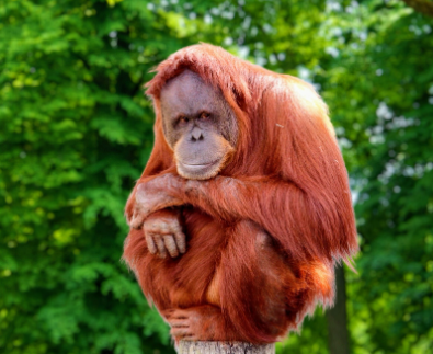 IUCN SSC PSG Report 2023–25 Lists Cross River Gorilla and Tapanuli Orangutan Among World’s 25 Most Endangered Primates.