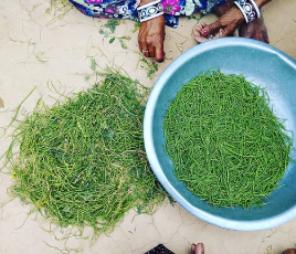 Rajasthan’s Traditional ‘Sangri’ Bean Awarded Geographical Indication (GI) Tag.