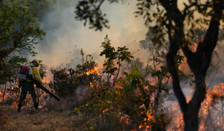 According to Global Forest Watch Report India Lost 18,200 Hectares of Primary Forest in 2024.